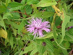 083 Longwood Gardens [2008 August 23]